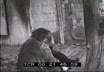 Scimmie, cani e gatti allo zoo di Grand  ...