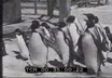 Bellissimi pinguini nel New Hampshire