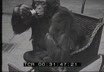 Scimpanz a Filadelfia