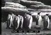 Pinguini al giardino zoologico di Stelli ...