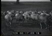 Allevamenti di bovini nella campagna rom ...