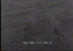 Anzio: la pesca col radar.