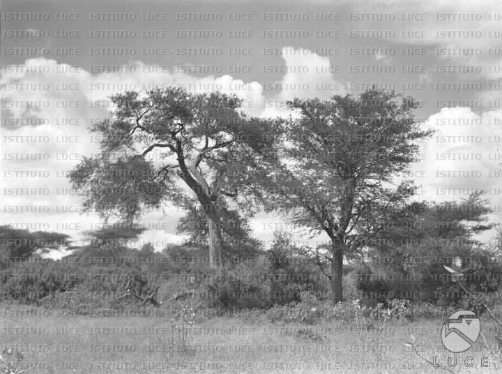 AO/AO005/AO00000377.JPG
