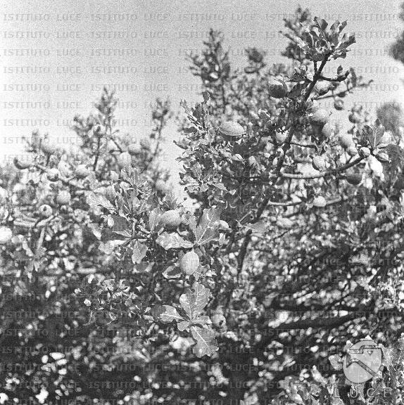 AO/AO062/AO00004142.JPG