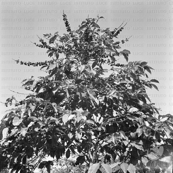 AO/AO062/AO00004146.JPG