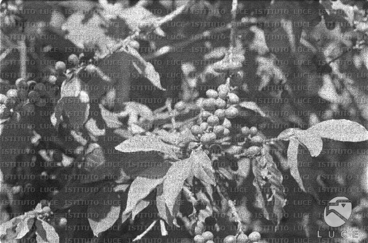 AO/AO062/AO00004158.JPG