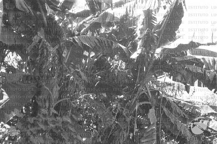 AO/AO062/AO00004162.JPG