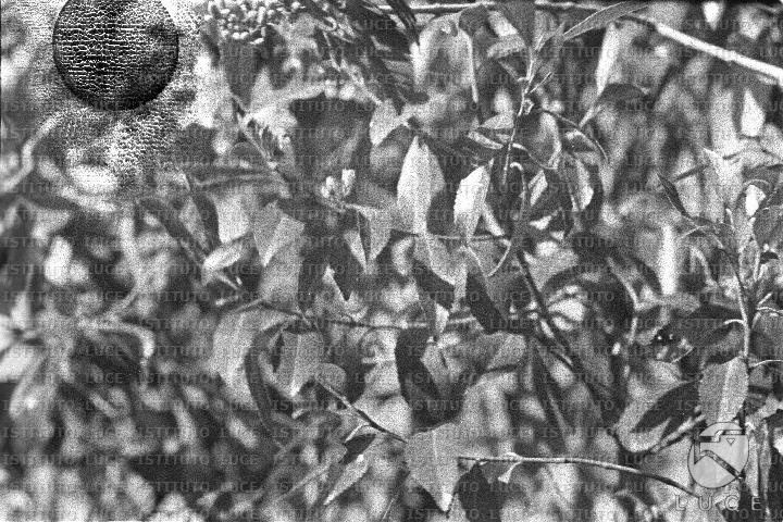 AO/AO062/AO00004170.JPG