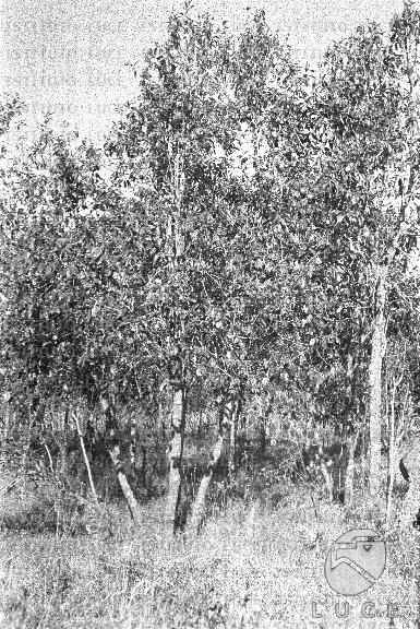 AO/AO062/AO00004171.JPG