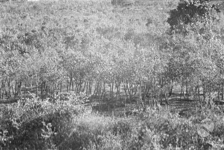 AO/AO062/AO00004173.JPG