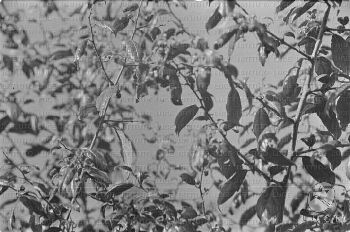 AO/AO062/AO00004174.JPG