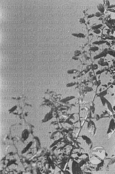 AO/AO062/AO00004175.JPG
