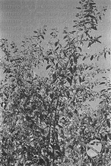 AO/AO062/AO00004177.JPG