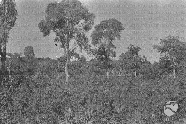 AO/AO062/AO00004179.JPG