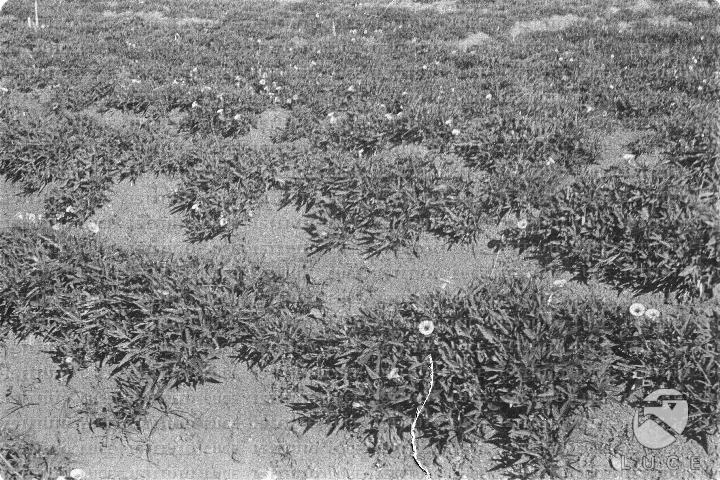 AO/AO062/AO00004182.JPG