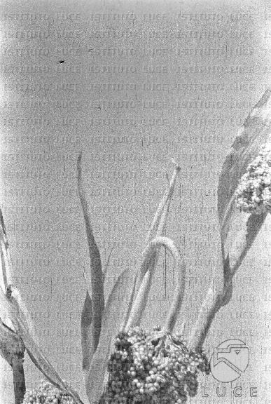 AO/AO062/AO00004186.JPG
