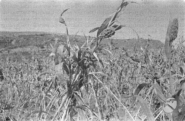AO/AO062/AO00004188.JPG