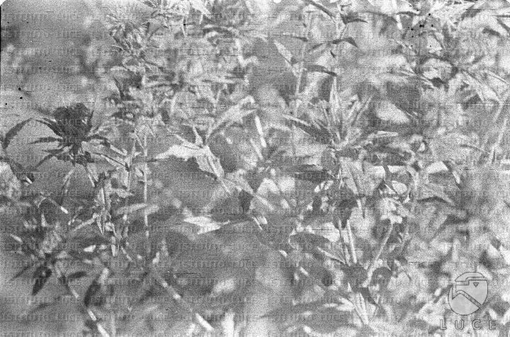 AO/AO062/AO00004191.JPG