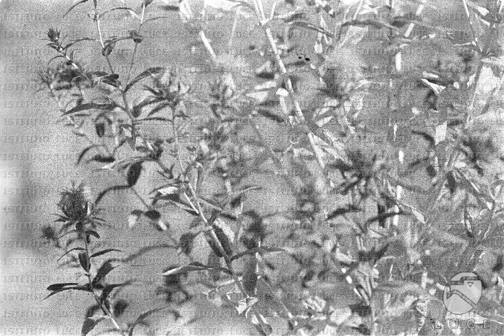 AO/AO062/AO00004192.JPG
