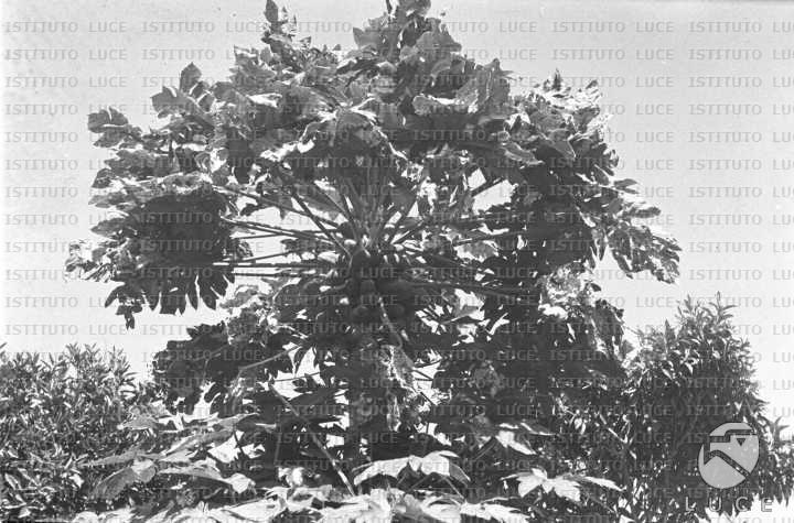 AO/AO063/AO00004207.JPG
