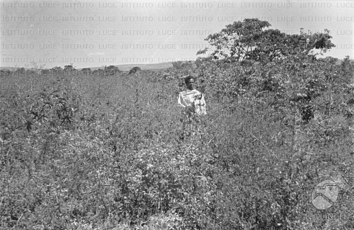 AO/AO063/AO00004234.JPG