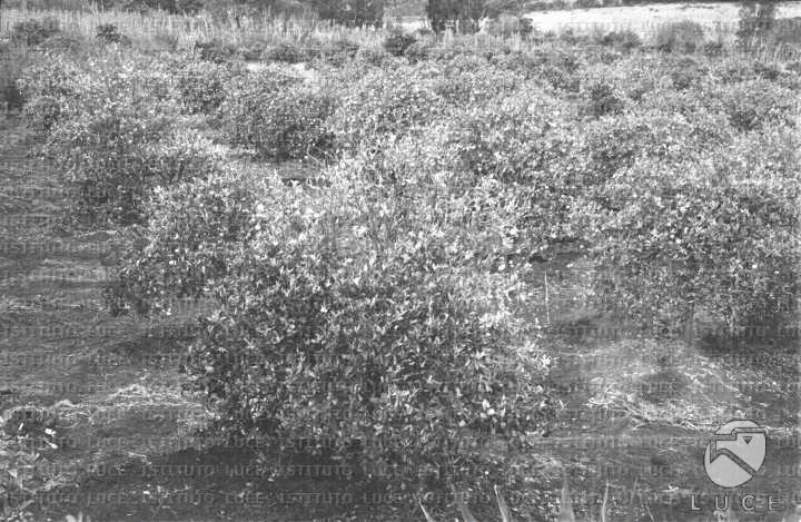 AO/AO063/AO00004238.JPG