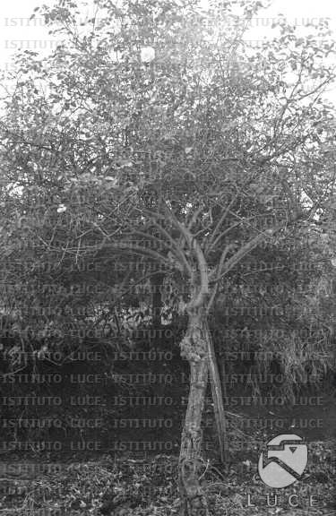 AO/AO063/AO00004239.JPG
