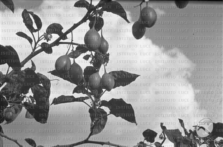 AO/AO063/AO00004240.JPG