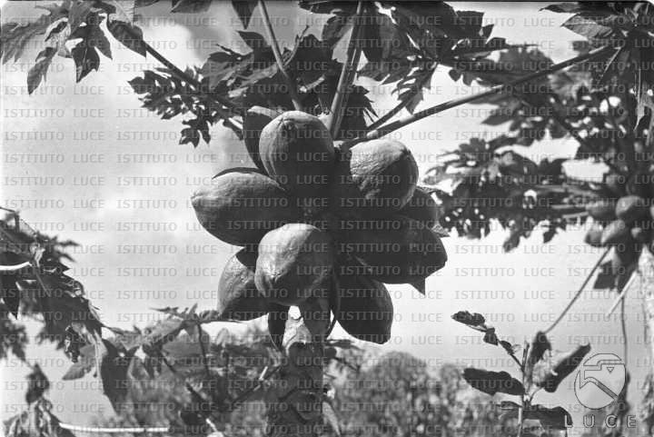 AO/AO063/AO00004241.JPG