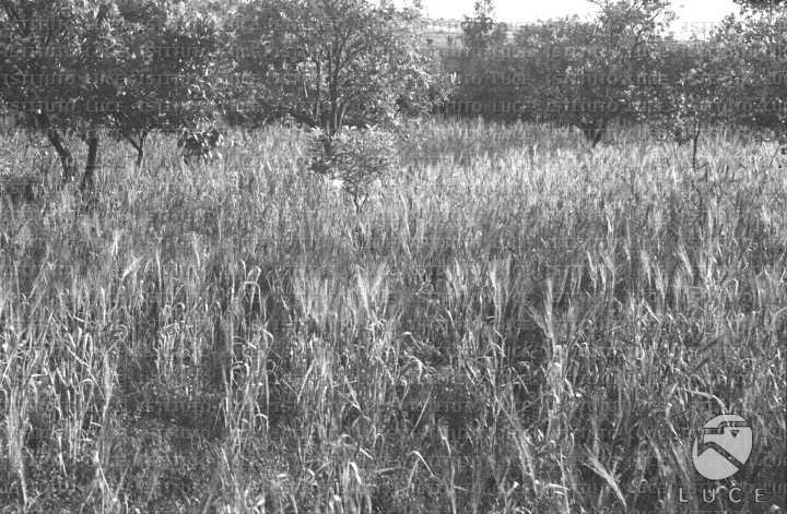 AO/AO063/AO00004249.JPG