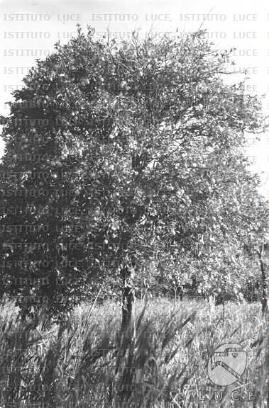 AO/AO063/AO00004250.JPG