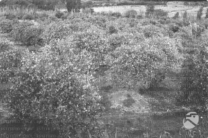 AO/AO063/AO00004252.JPG