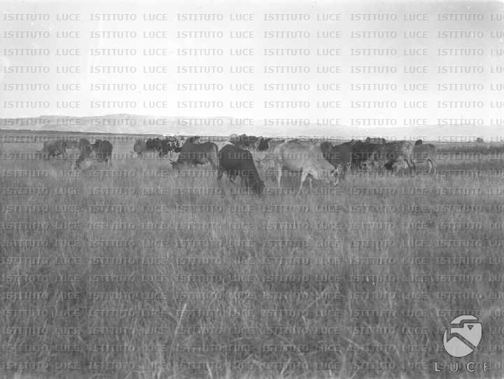 AO/AO064/AO00004319.JPG