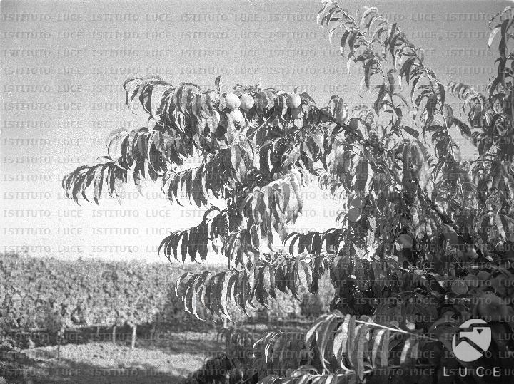 AO/AO072/AO00004826.JPG