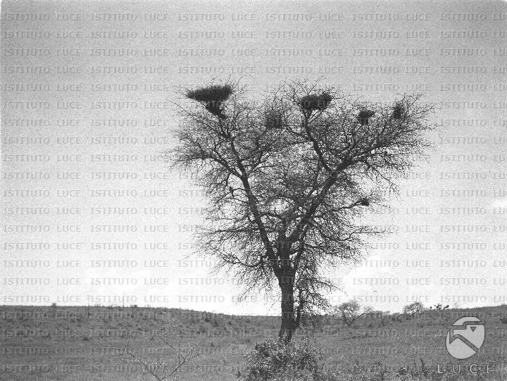 AO/AO094/AO00006336.JPG