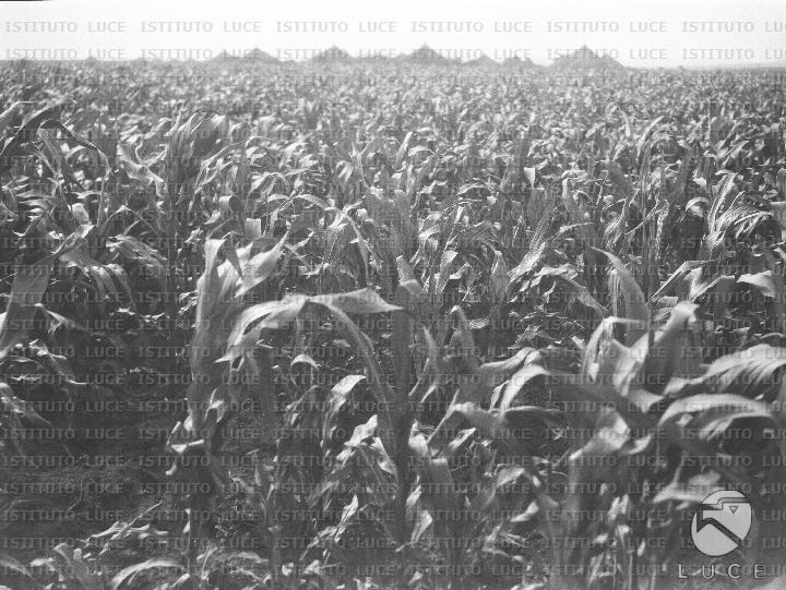 AO/AO125/AO00008377.JPG
