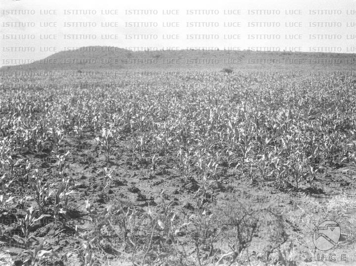 AO/AO125/AO00008382.JPG