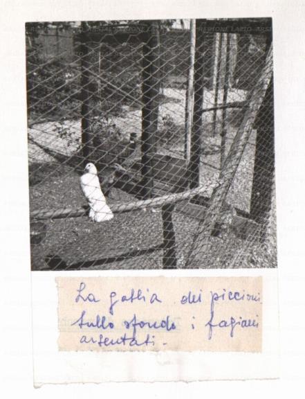 ARSIAL/ARS00172555.jpg