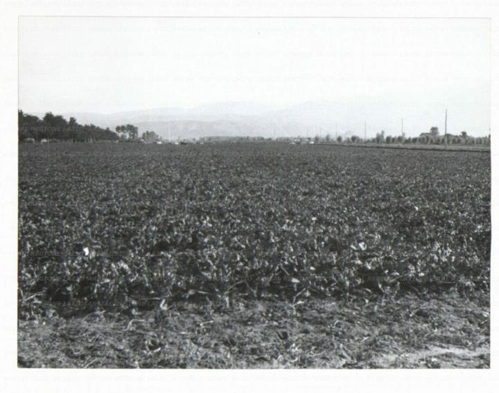 ARSIAL/ARS001729FD.jpg