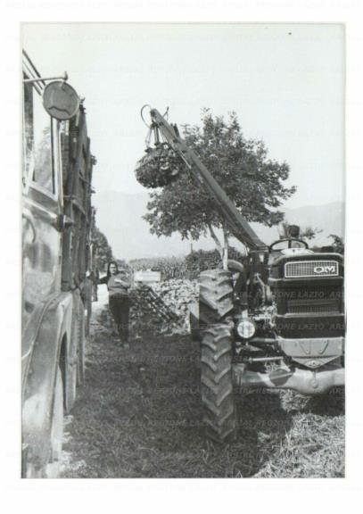 ARSIAL/ARS001729FF.jpg