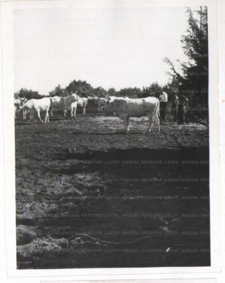 ARSIAL/ARS00172A74.jpg