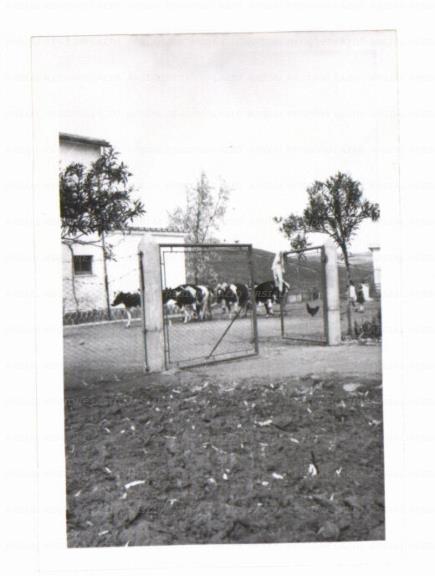 ARSIAL/ARS00172A75.jpg