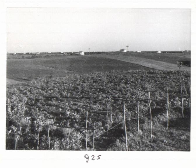 ARSIAL/ARS00172A94.jpg