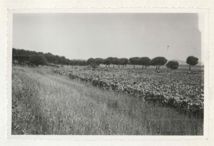 ARSIAL/ARS00172AAE.jpg
