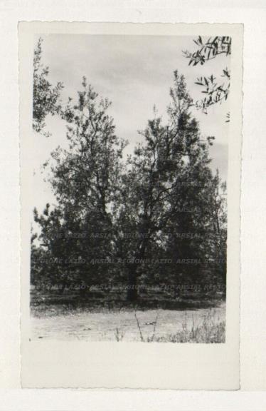 ARSIAL/ARS00172BBD.jpg