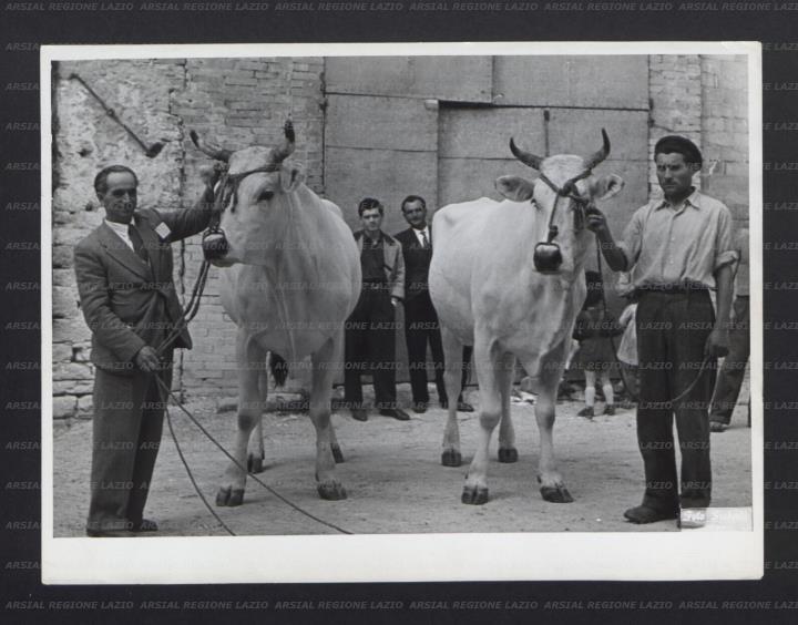 ARSIAL/ARS00172E75.jpg