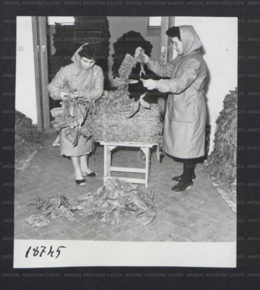 ARSIAL/ARS00172F01.jpg