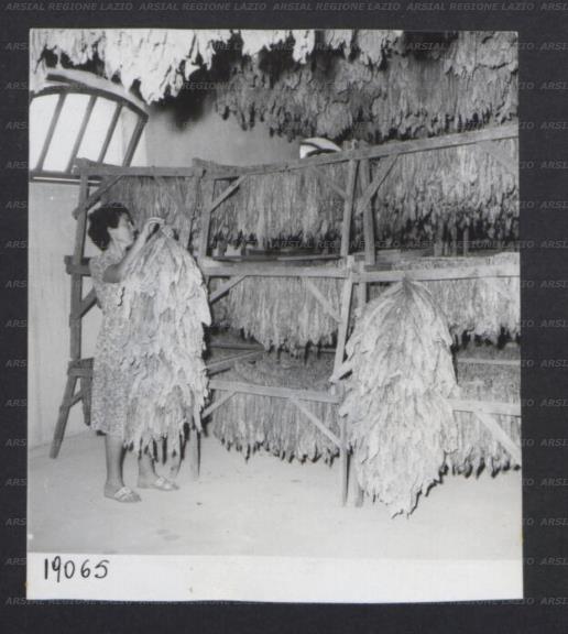 ARSIAL/ARS00172F02.jpg