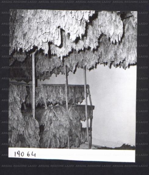 ARSIAL/ARS00172F05.jpg