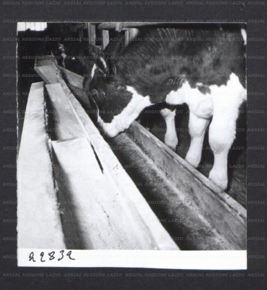 ARSIAL/ARS00172F11.jpg
